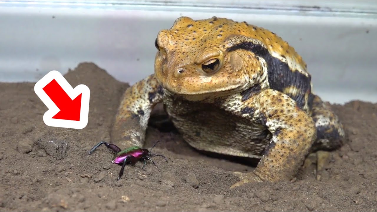 ヒキガエルの目の前にあの外来昆虫を落とした次の瞬間・・・