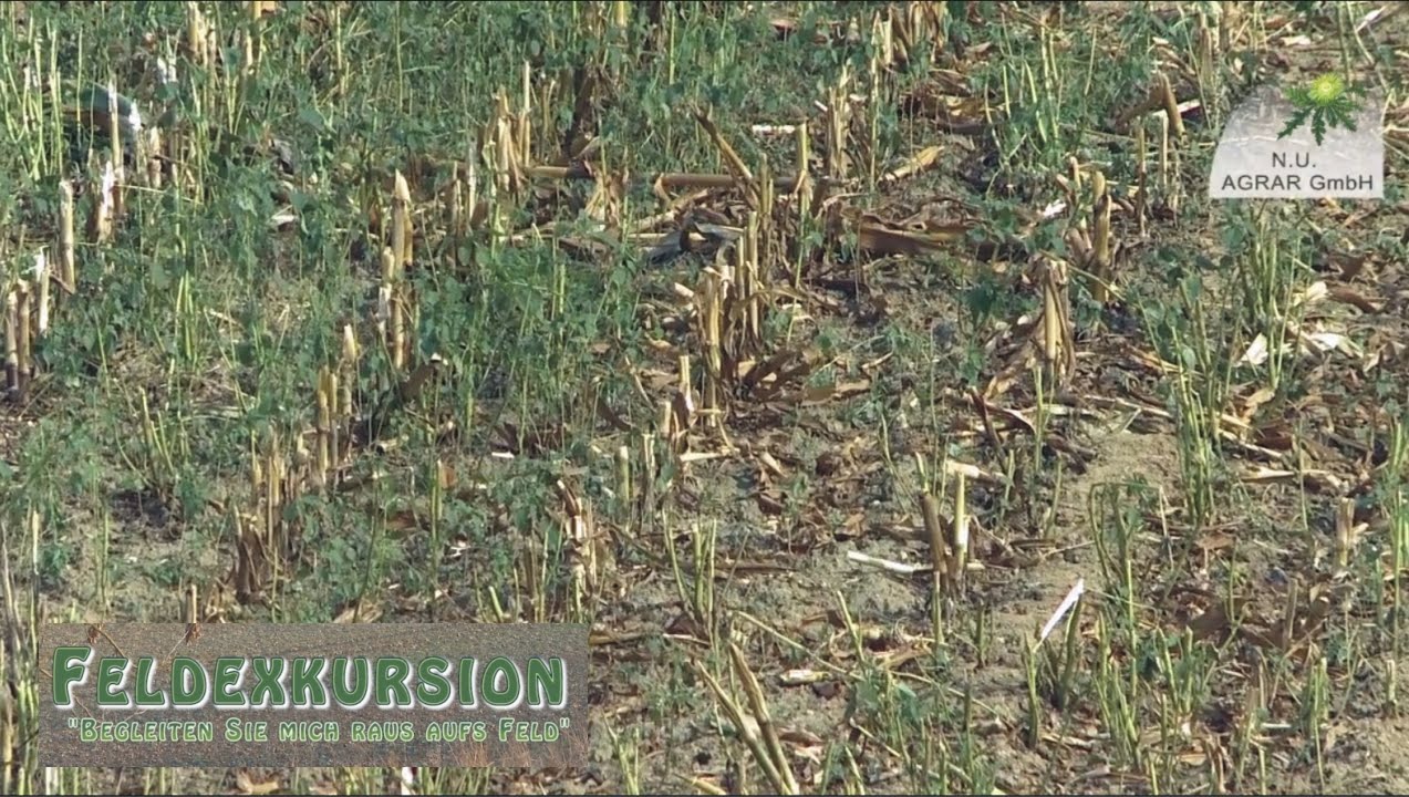 51. Feldexkursion: Mais häckseln, Bodenbearbeitung nach Maisernte - NU Agrar, 21.09.2016