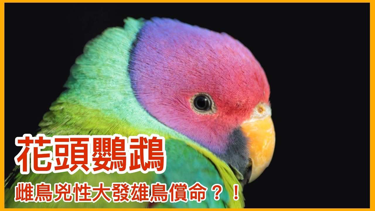 環頸戰鬥民族「花頭鸚鵡」！母鳥兇性大發咬死公鳥？！適合居家生活飼養的近危物種！【太神奇了傑克】