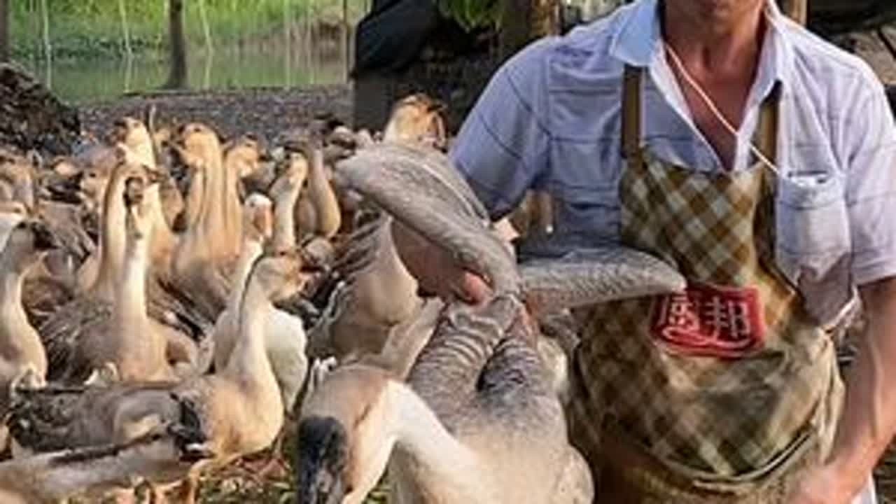 华姐家的特大种狮头鹅已经九十多天了，抓两只称一下看看有多重