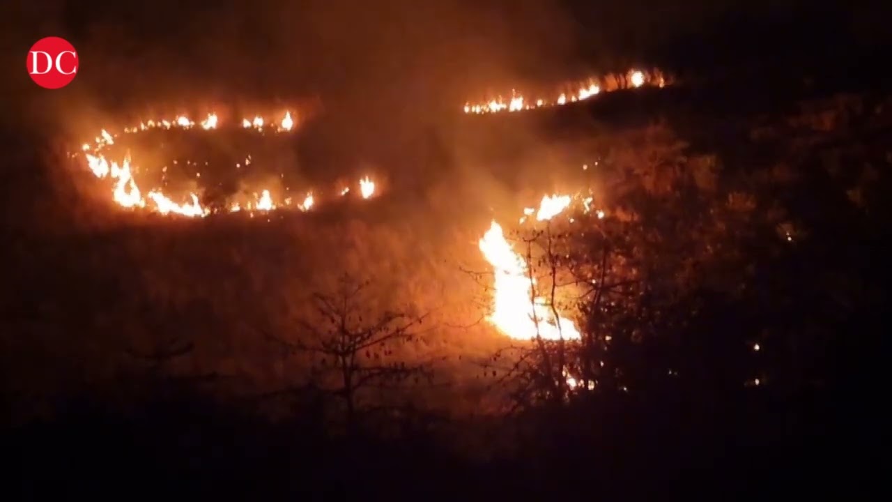 Theni: Forest fire spreads causing loss of rare species of medicinal plants