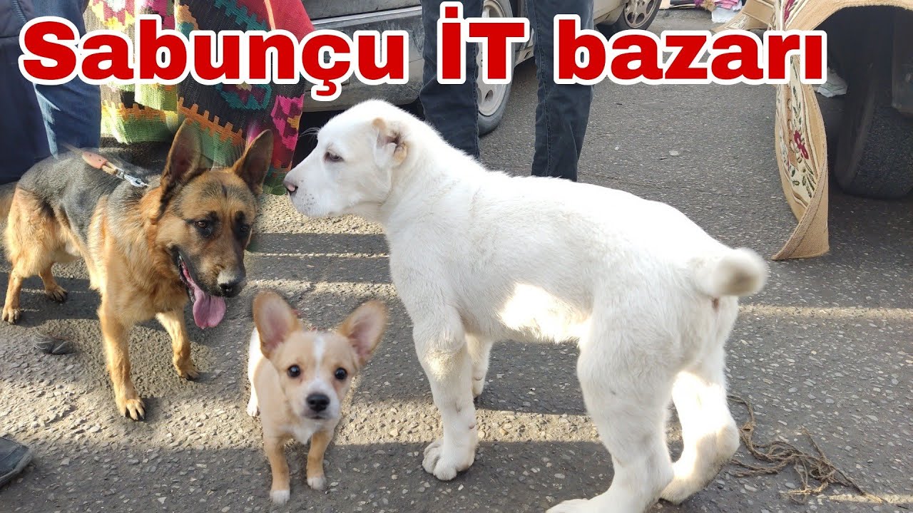 Sabunçu it bazarı23 yanvar 2022 #mubarizemintv #sabuncuitbazari #sabuncutoyuqbazari