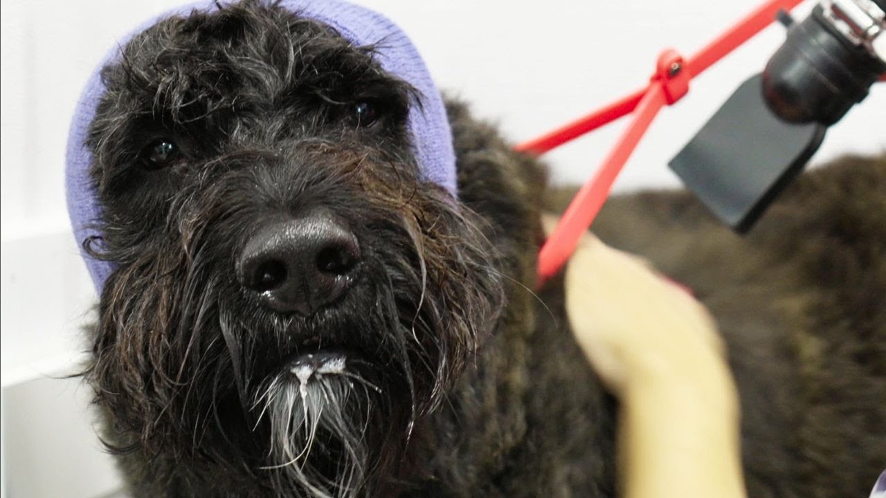 A huge beard and massive noggin | Bouvier des Flandres