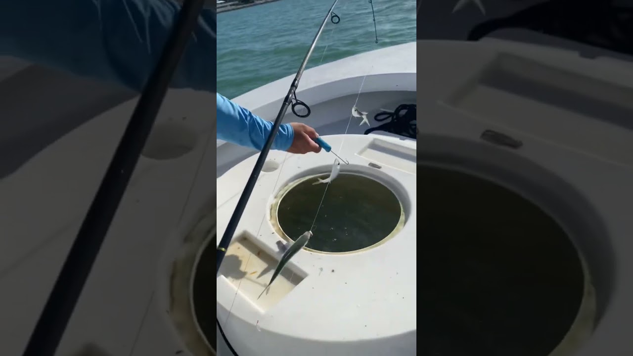 Full stringer of Pilchards 