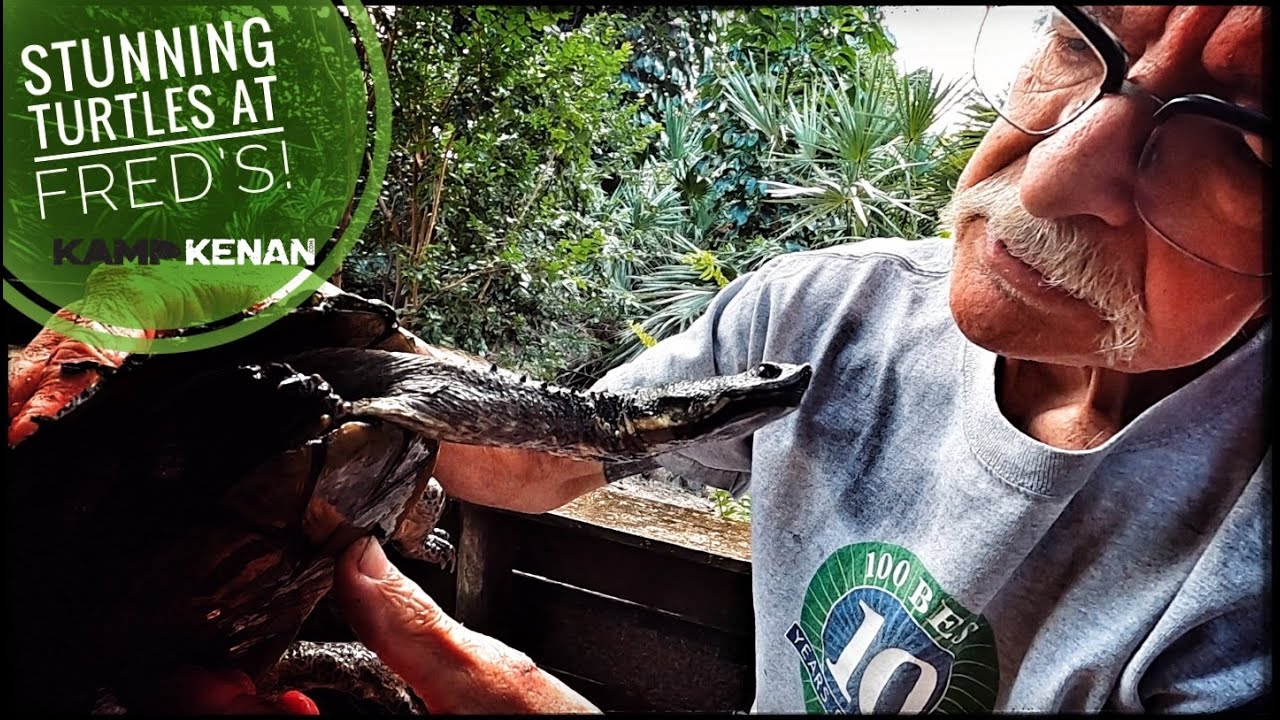 Fred's Amazing Turtle Collection!
