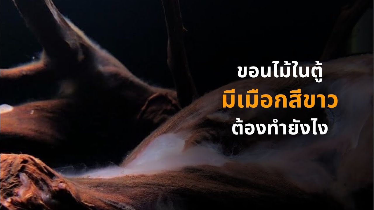 UREKA AQUARIUM EP.39 ขอนไม้ในตู้มีเมือกสีขาวต้องทำยังไง