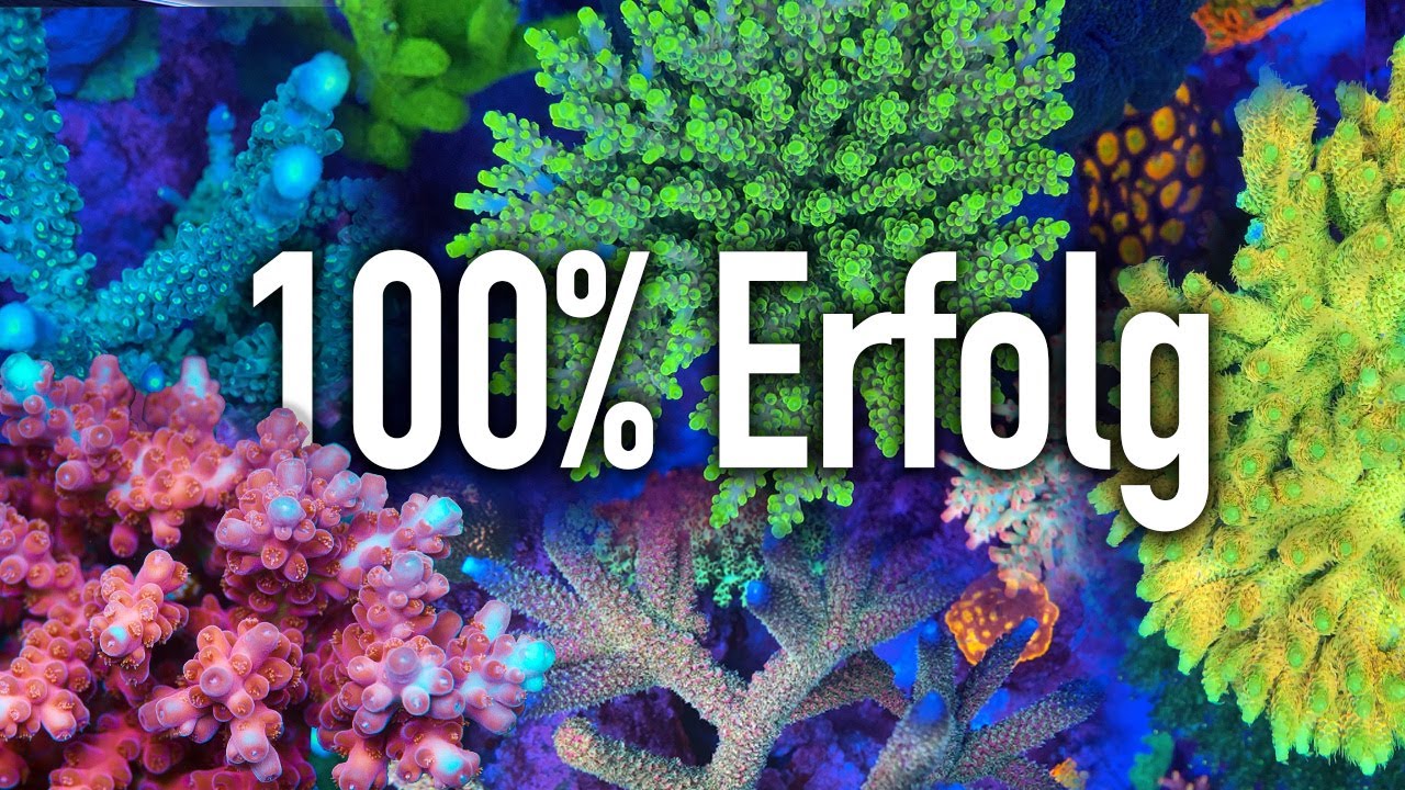 Das Rezept für 100% ERFOLG in der Meerwasseraquaristik!! - So geht es richtig 👍🏻 *ENAB-Prinzip*