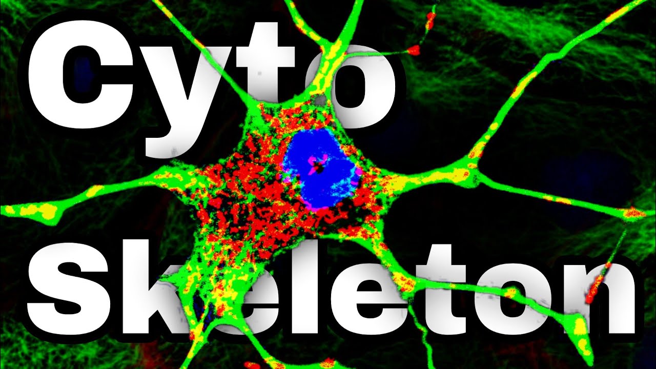 Cytoskeleton Structure and Function (Microtubules and cell movement)