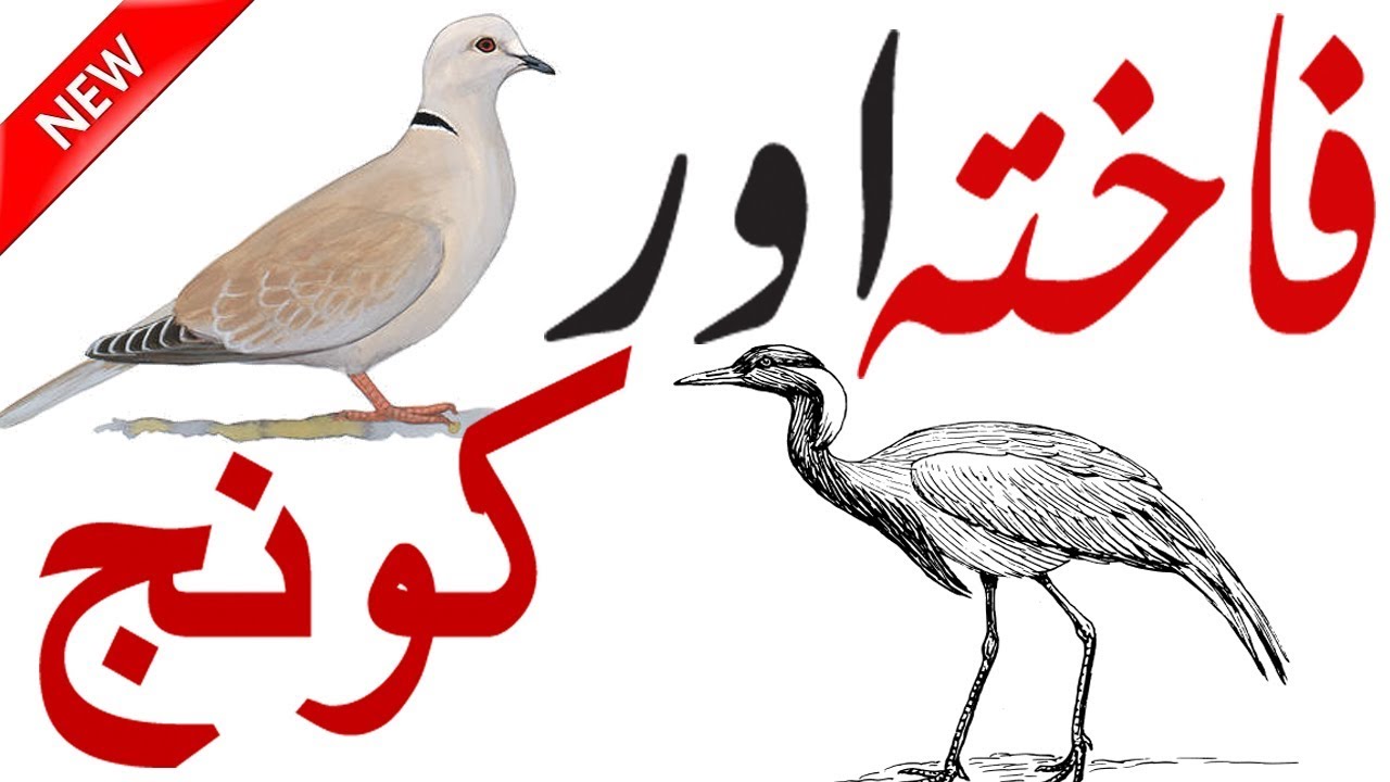 Crane Facts | Facts About Crane | Whooping Crane | Bird Facts | Facts About Dove | Hidden Secrets