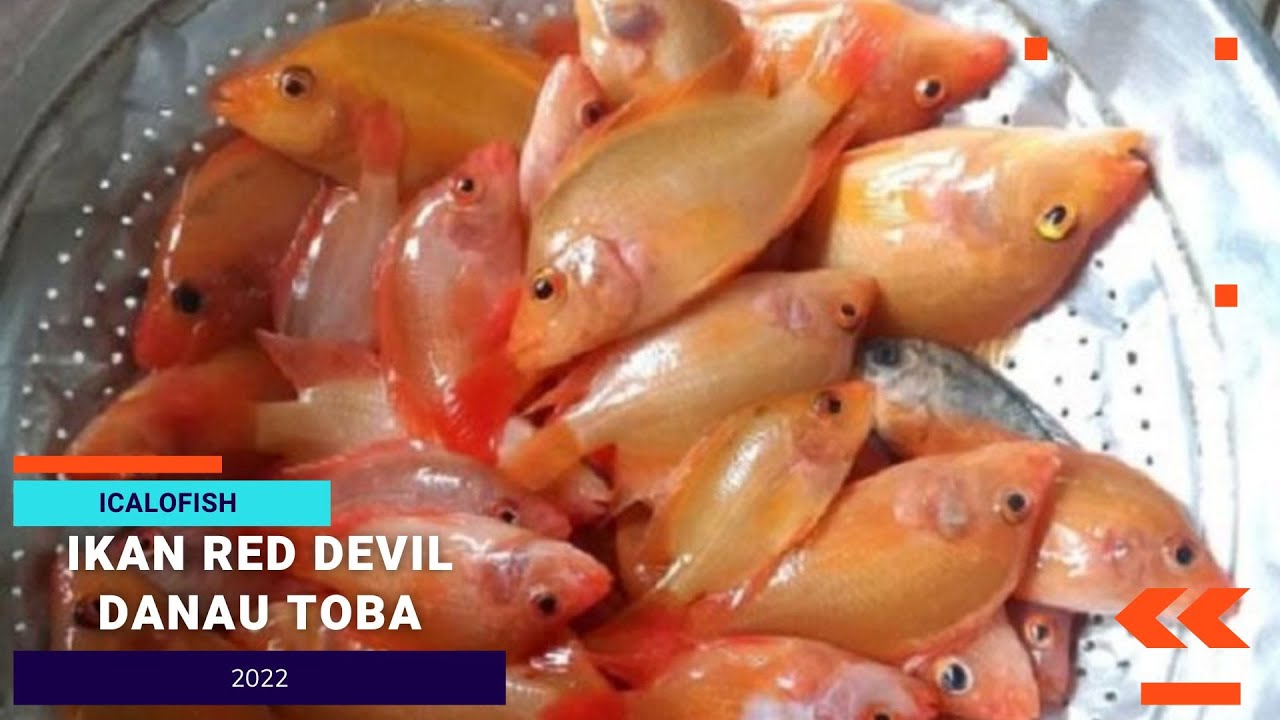 Awal Mula Ikan Red Devil Menginvasi Danau Toba