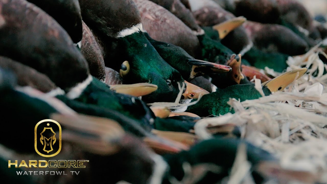 Duck Hunting: 10 Man Limit of Mallards - Hard Core Waterfowl TV Episode 3