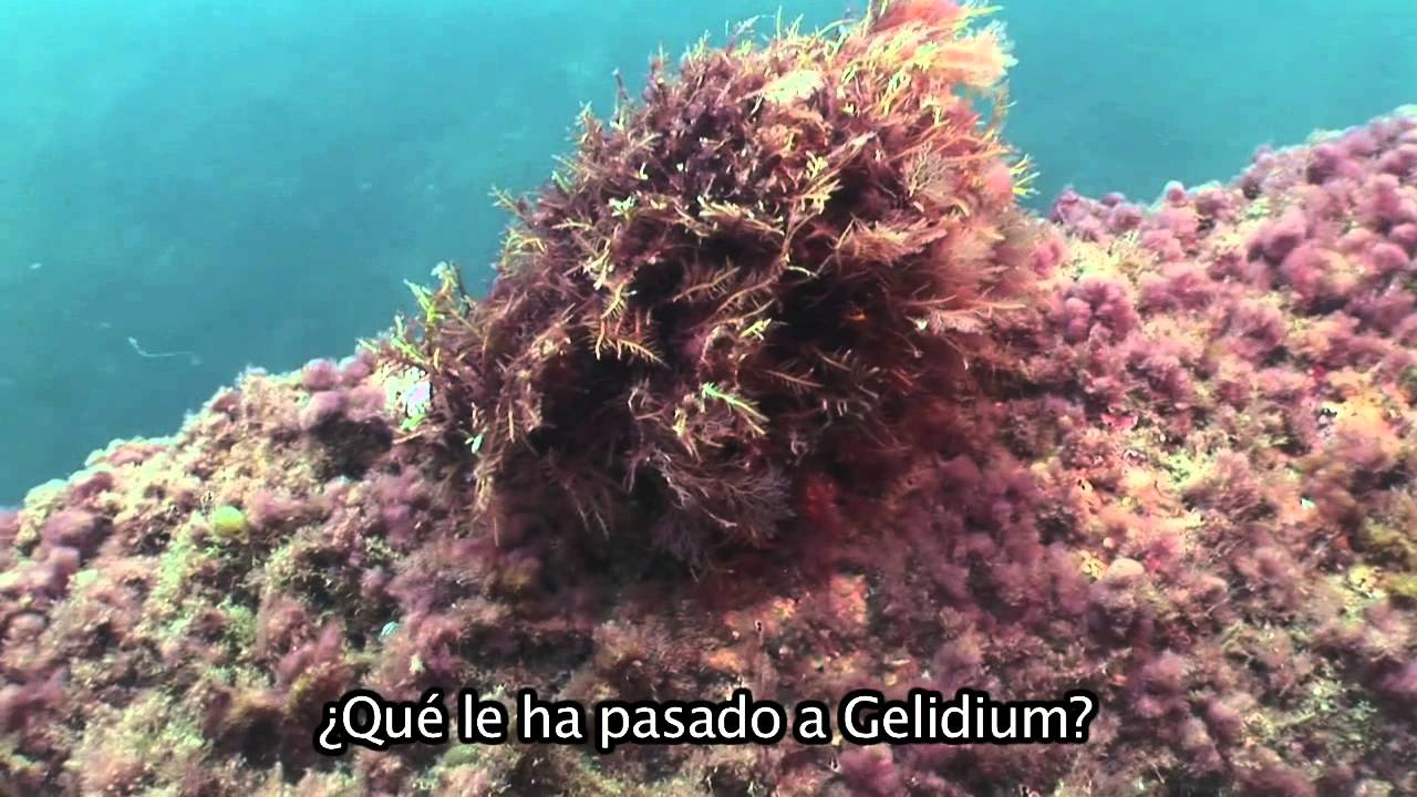 GELIDIUM CORNEUM ¿Qué ha pasado con nuestras praderas de algas? NAKUSARBE VÍDEOS