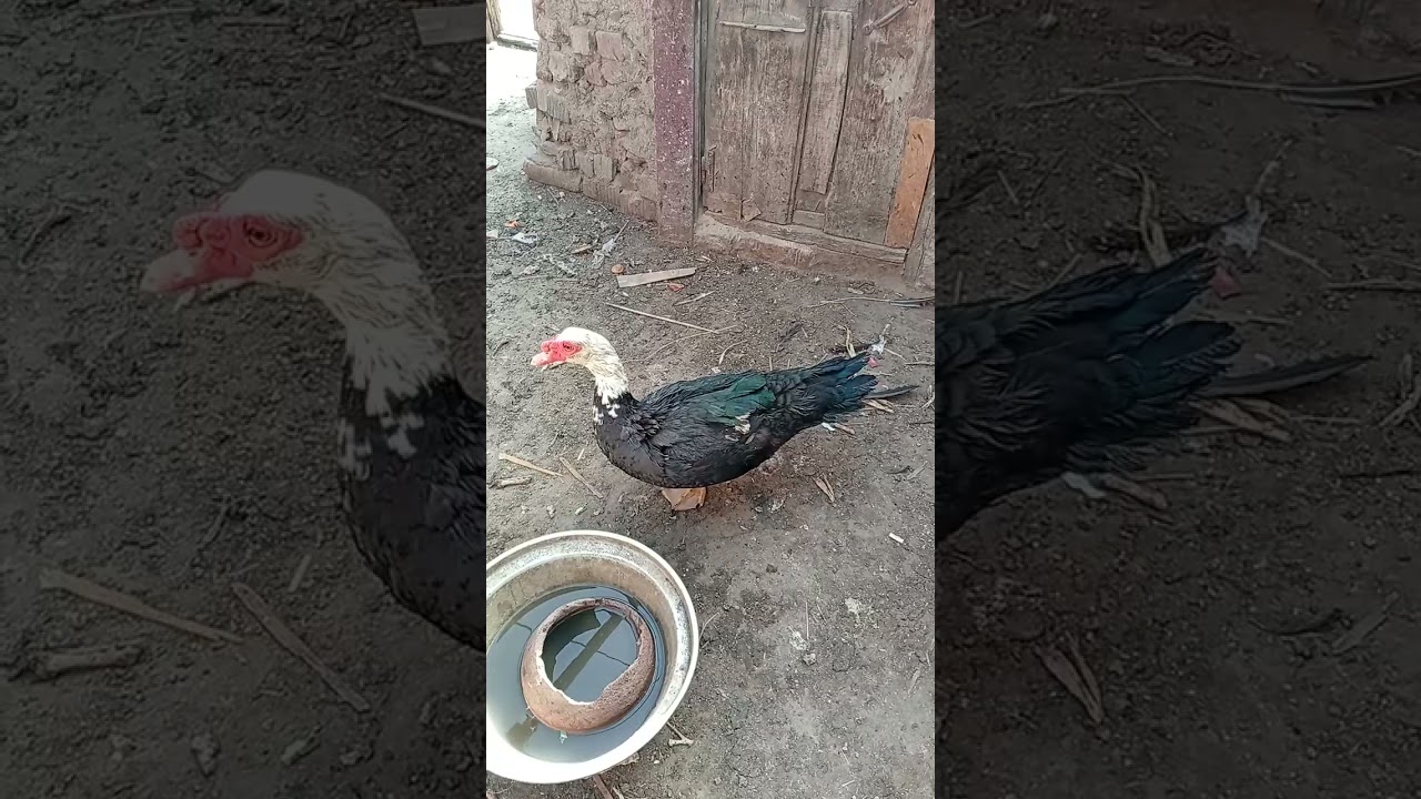 جمعه مباركه علينا من عند الطيور 🤲🏻🪬