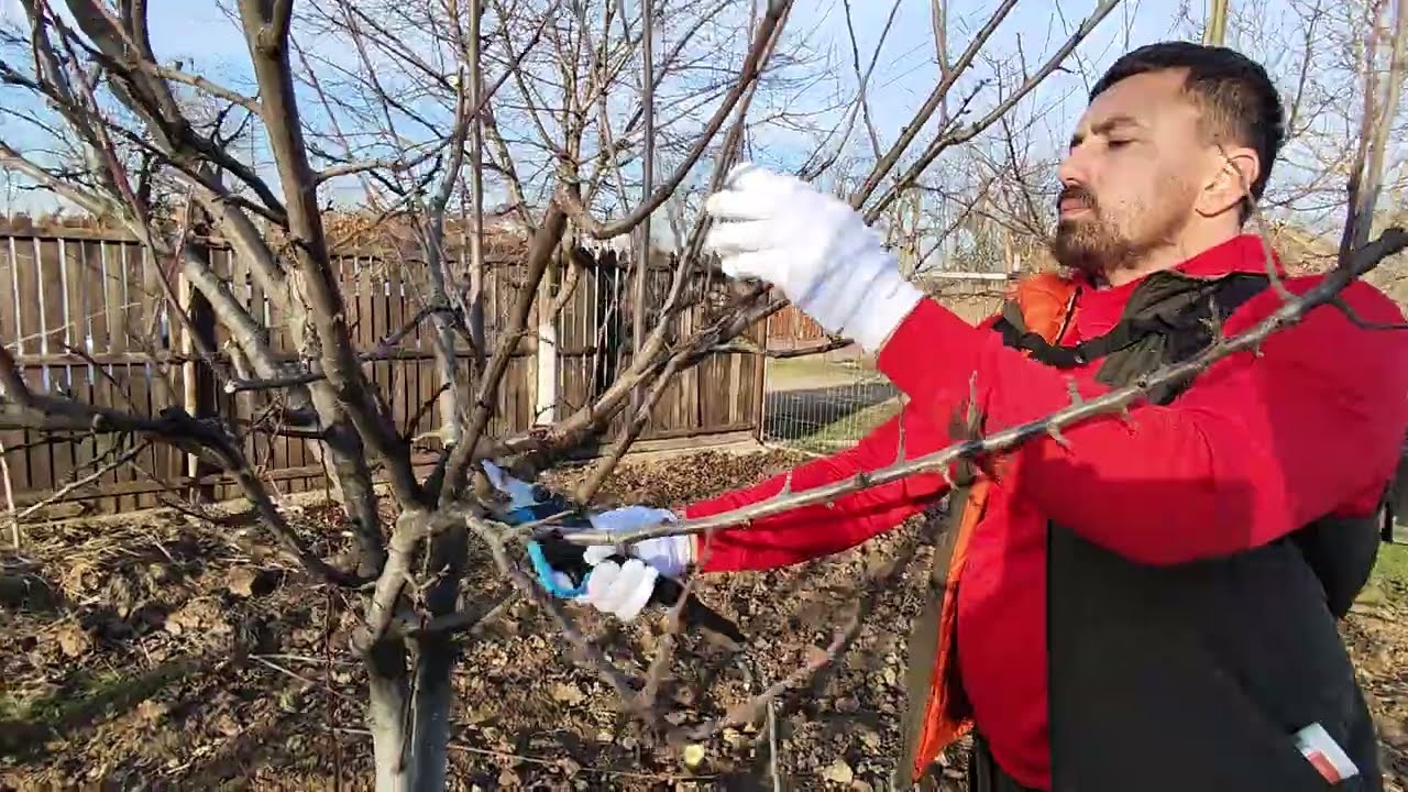 Curățarea prunului ,explicații detaliate pentru începători 🫐✅