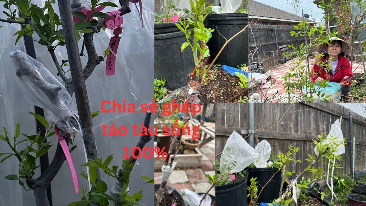 Chia sẻ ghép táo tàu sống 100% ❤️🥰🍑🌴# 621