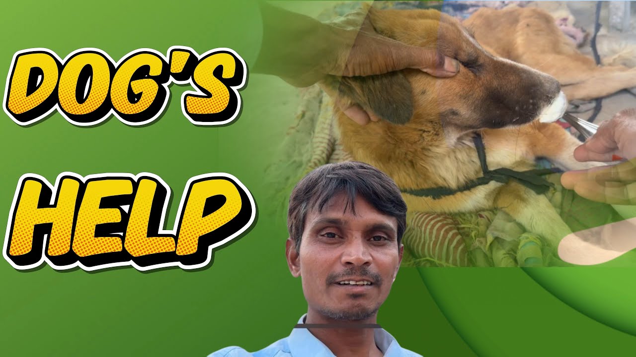 “જ્યારે બધા છોડીને ગયા… ત્યારે મે મારા ડોગ ને સાથ આપ્યો | animals lover vlog 