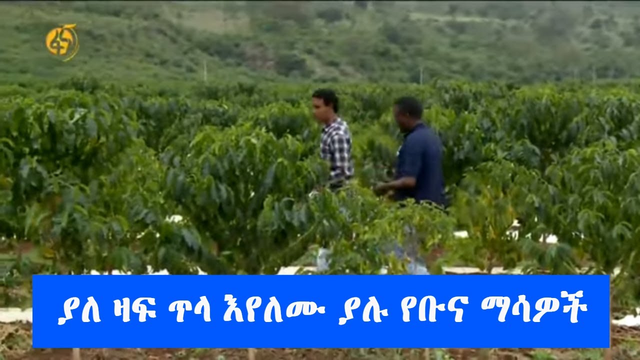 ያለ ዛፍ ጥላ እየለሙ ያሉ የቡና ማሳዎች