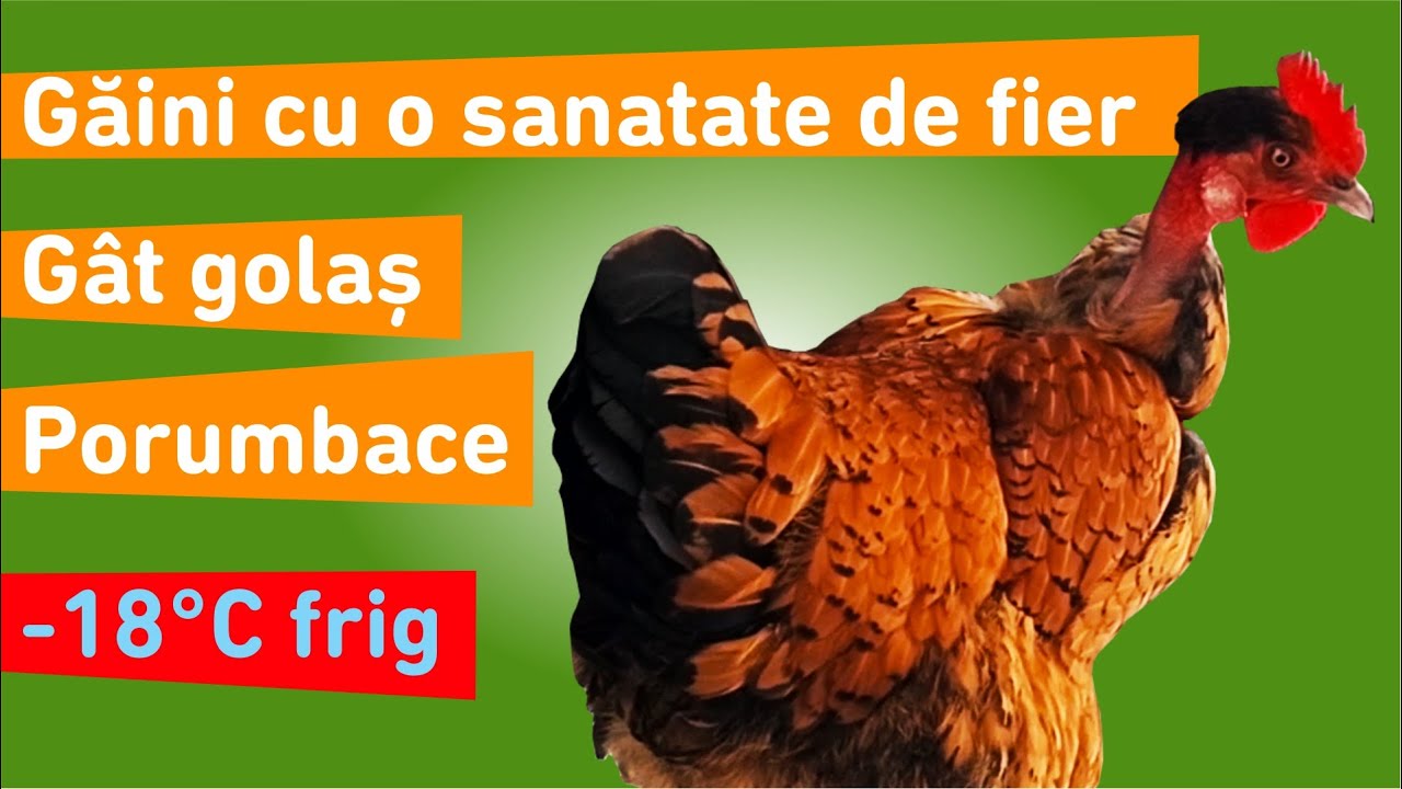 Găini țărănești românești, cele mai grele din curte! Sunt cele mai bune? #corcituri #ViataLaSat