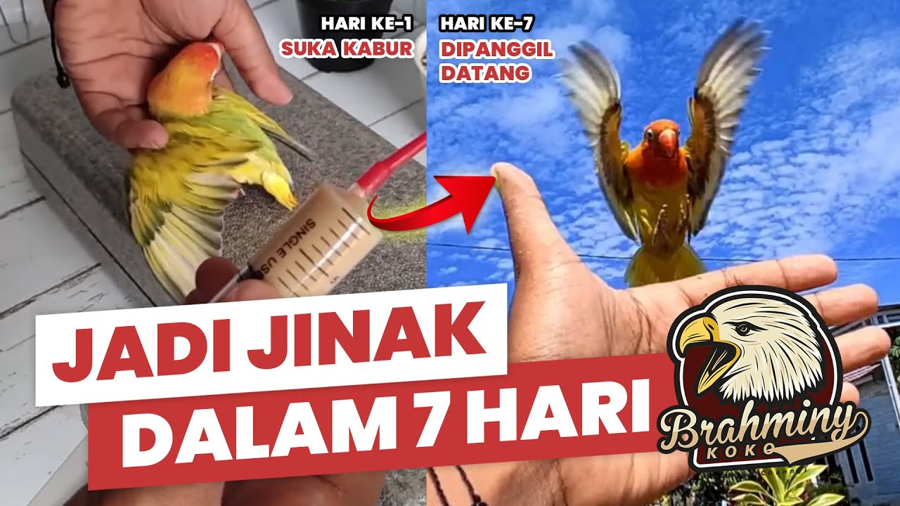 7 HARI Melatih Lovebird / How to Train Lovebird