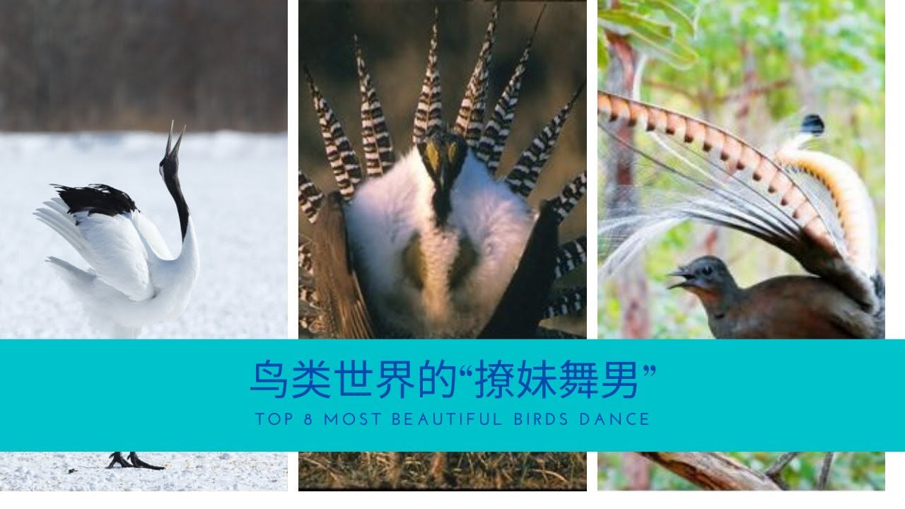 世界之最 | 鸟类世界的“撩妹舞男
