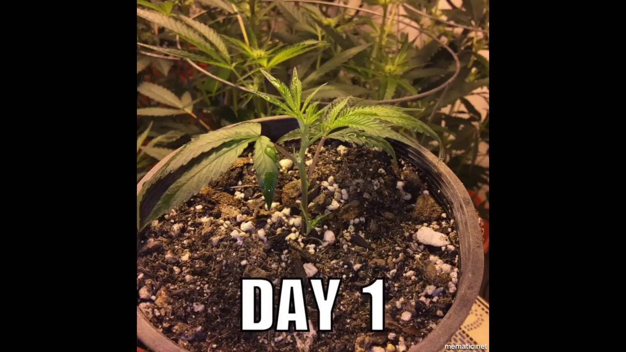 Serious OG 12/12 from clone 31 day time-lapse