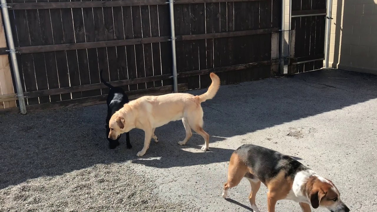 Fear Aggression - Evaluation and Socialization of Jonas