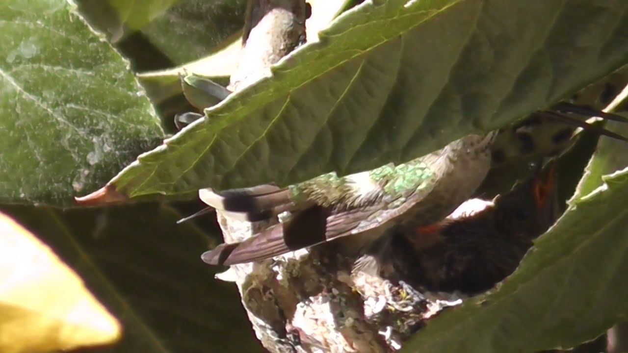 Hummingbird Diary Ep10: Add a sun shades for baby birds