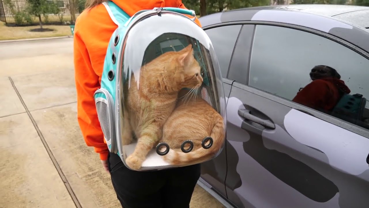Cat Carrier Backpack for Dogs & Pets with a ventilated Transparent Bubble Capsule