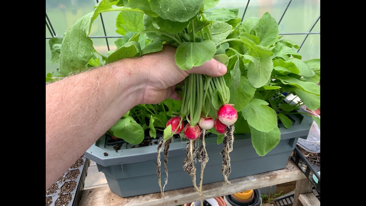 Hydroponic Radishes Using Kratky Set And Forget It Method