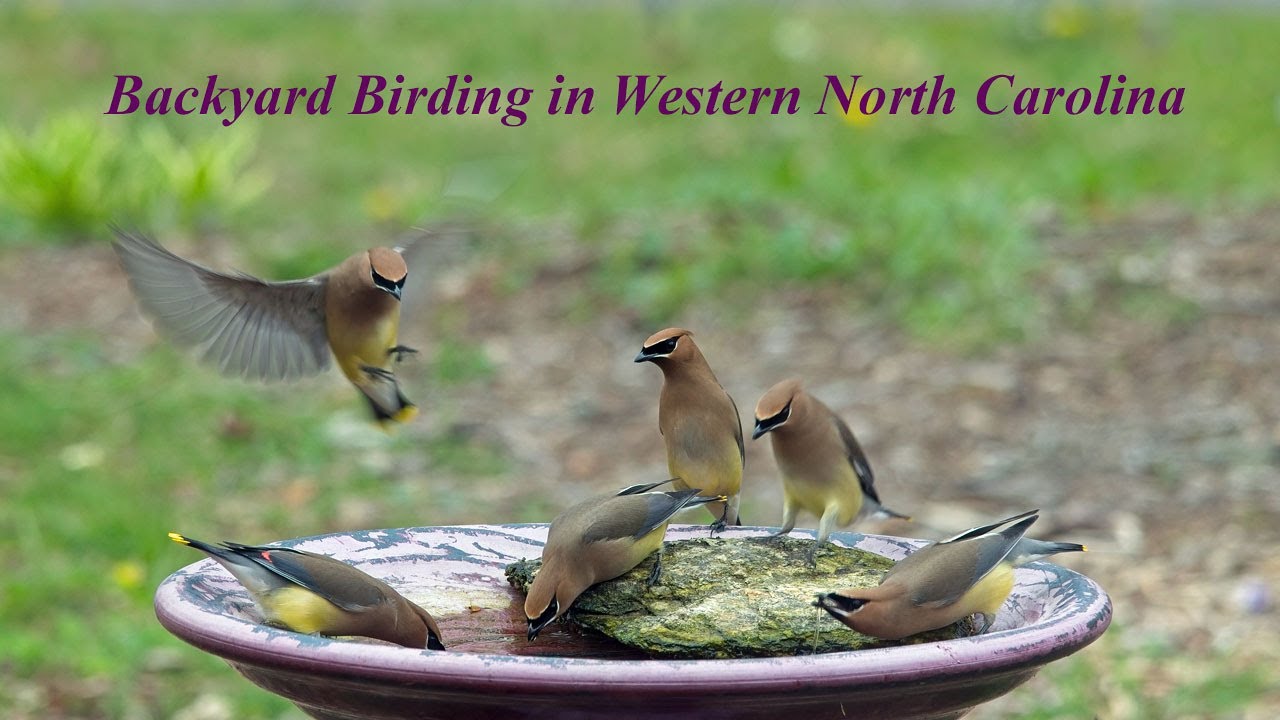 BackYard Birding in Western North Carolina