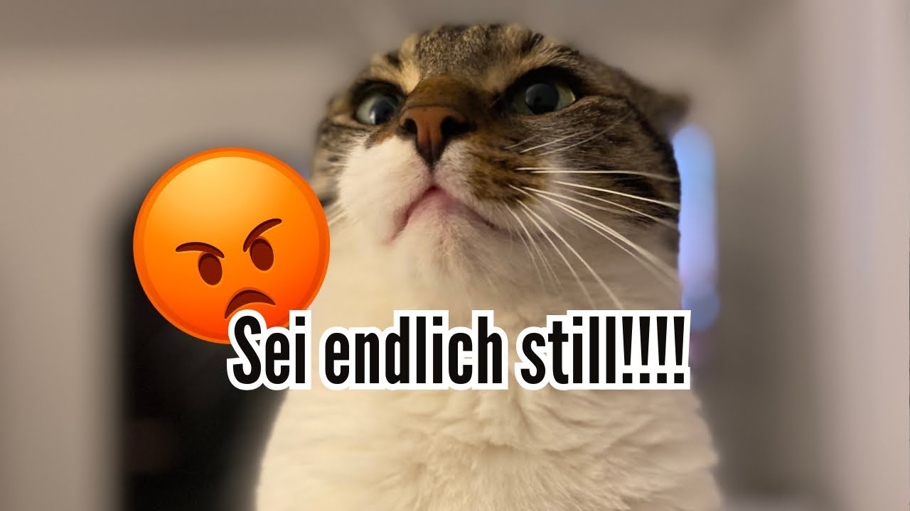 Bengal Kater schreit die ganze Nacht ,und hat mich einfach nicht schlafen lassen 🥹