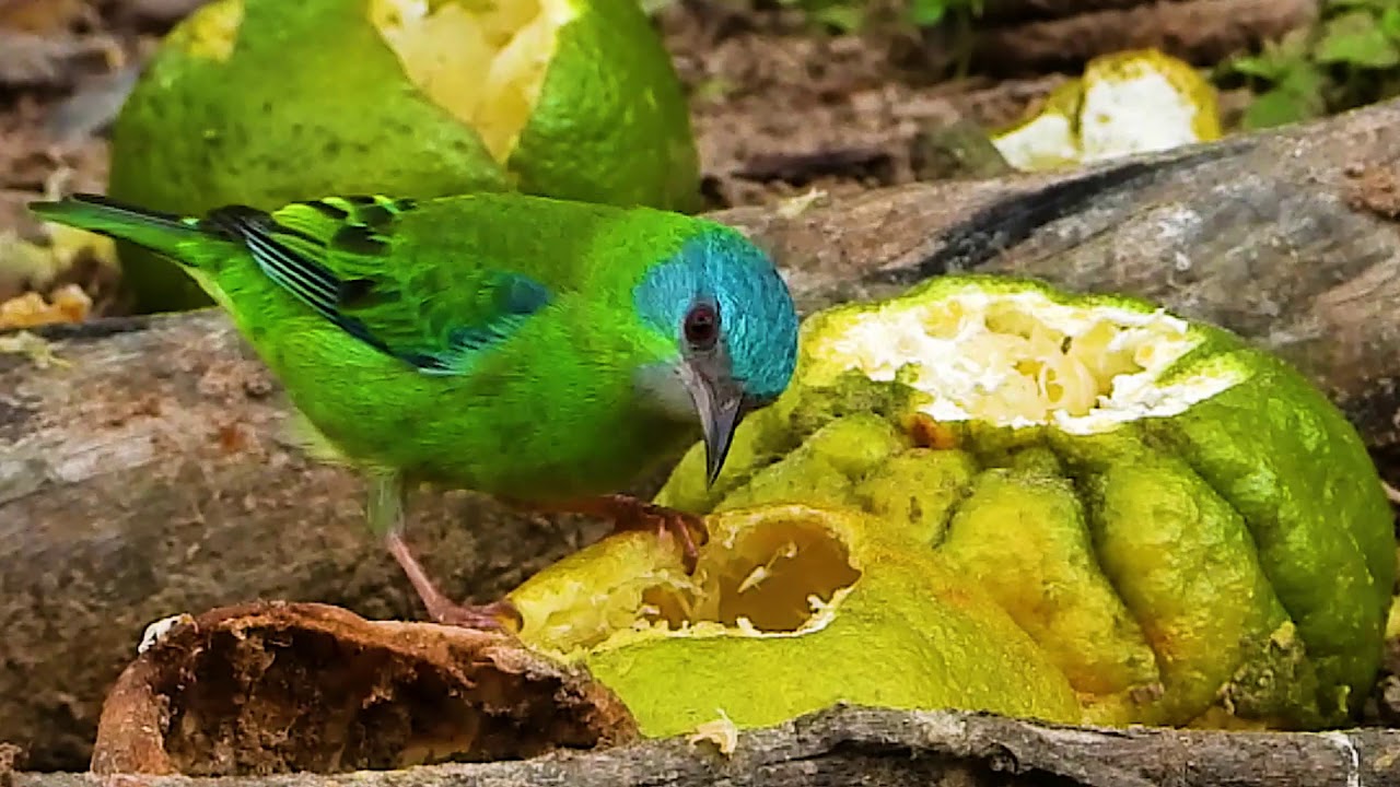SA&Iacute;-AZUL f&ecirc;mea (DACNIS CAYANA), BLUE DACNIS, SA&Iacute;RA-DE-BICO-FINO, AZULEGO, SA&Iacute;-BICUDO.