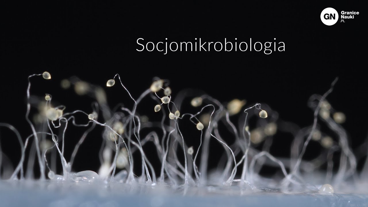 Socjomikrobiologia: zachowania społeczne drożdży, Dominika Włoch-Salamon