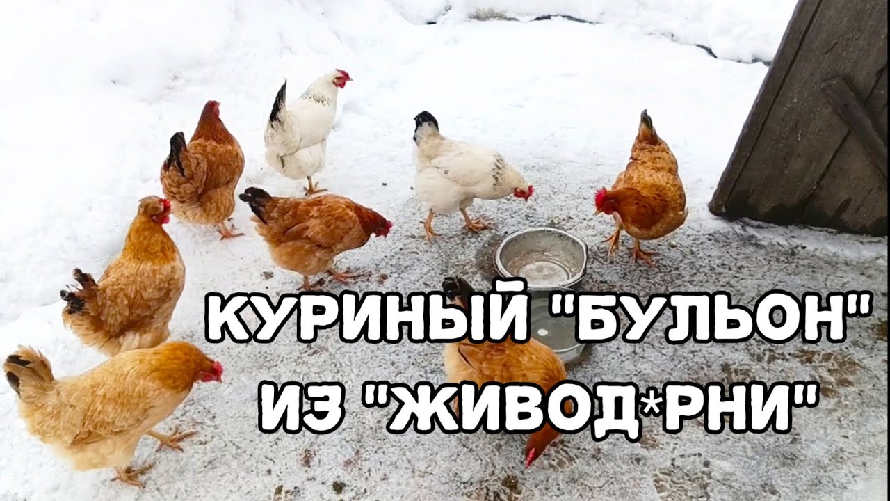 Как мои куры перезимовали? 