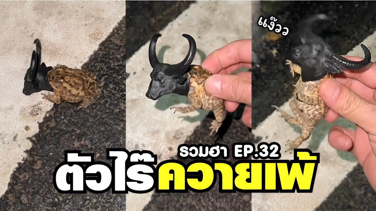 นี่มันตัวอะไร๊ ไม่เคยเห็นควายไงเพ้ !! ( พากย์ไทย EP 32 )