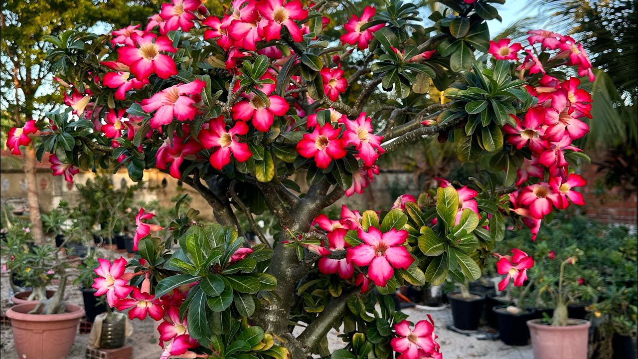 Amanhecer com as rosas do deserto no Santuário do Pacheco 💚🙏🍀