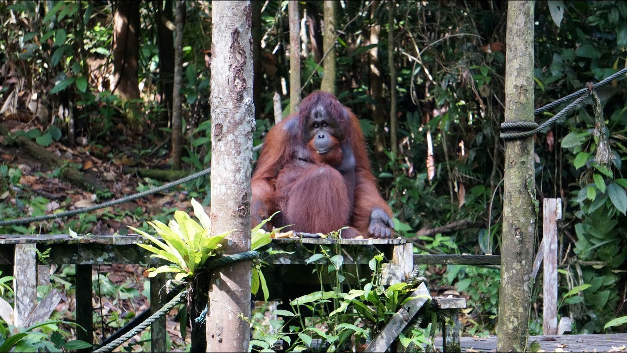 Semengoh  Centro de recuperación de Orangutanes. Long House Anna Rais. Borneo. Malaysia.
