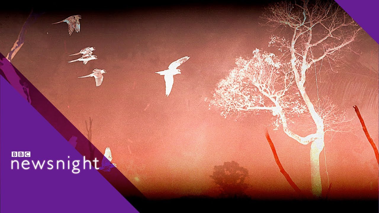 Amazon rainforest: 'Our lungs are on fire'- BBC Newsnight