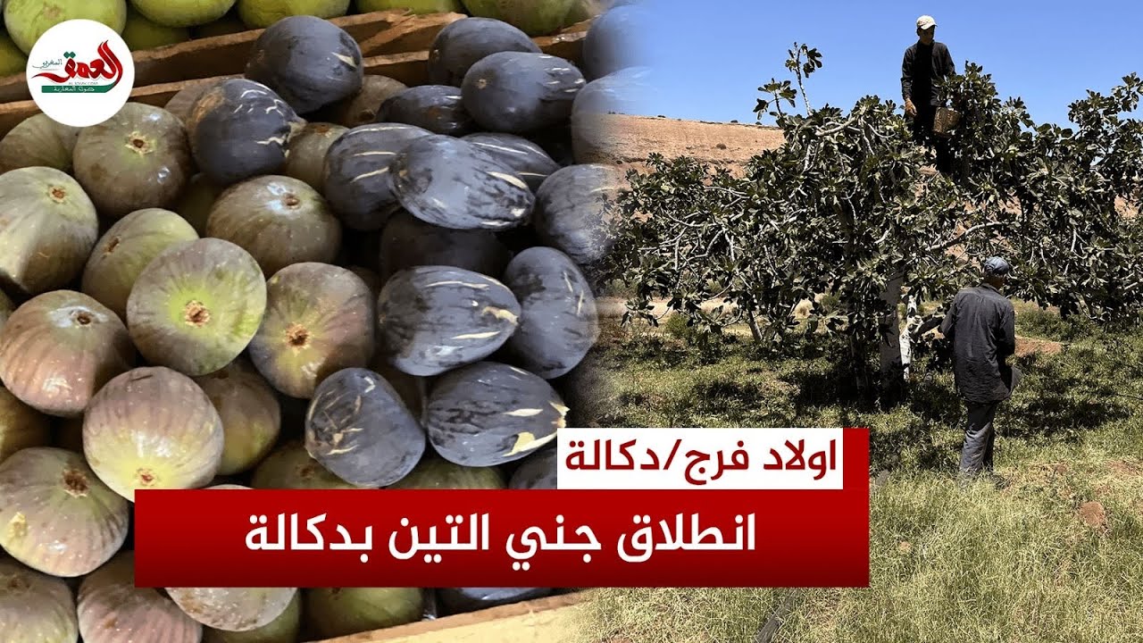 فلاحو دكالة يشرعون في جني فاكهة التين ويحملون الشناقة مسؤولية ارتفاع أسعارها في الأسواق