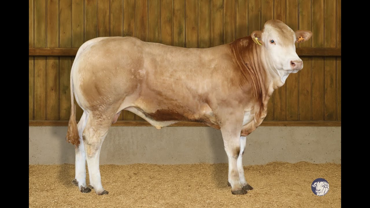 SR 167 - AMOS - RRJ