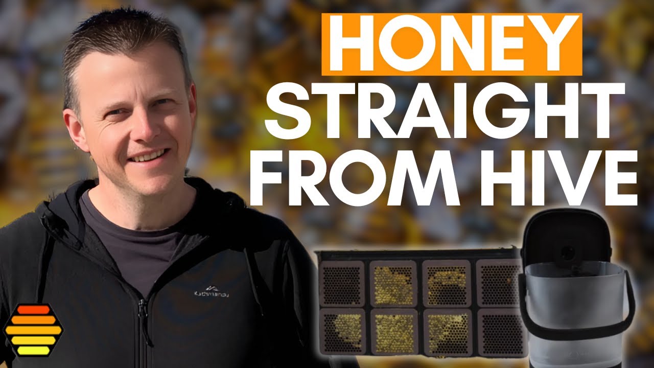 The Fastest Way to Harvest Honey!