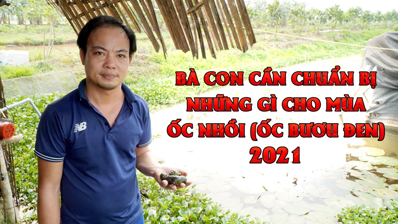 Mô hình nuôi Ốc Nhồi (Ốc Bươu Đen) đầu tư ít, hiệu quả cao || Kỹ thuật nuôi ốc nhồi làm giàu