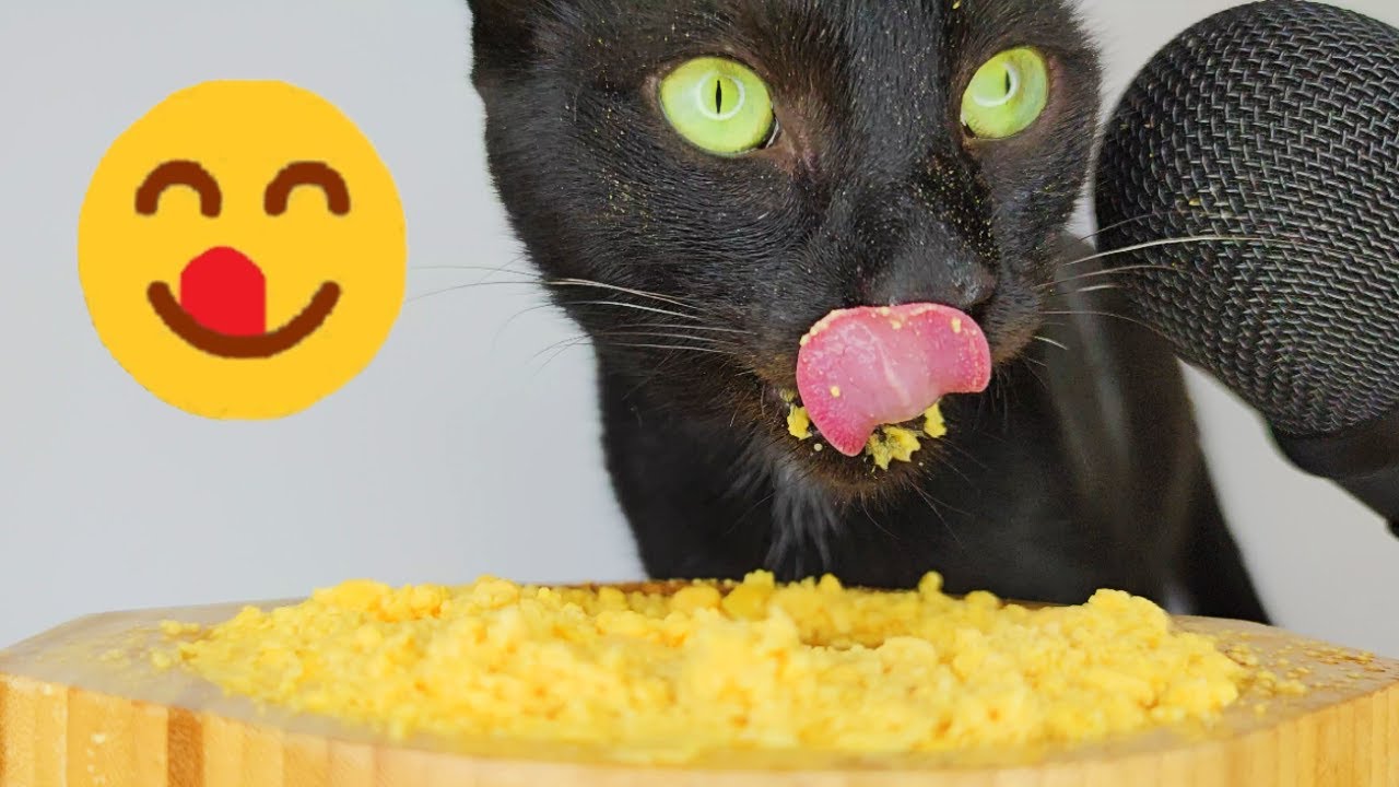 ASMR Cat eating egg yolk in gravy
