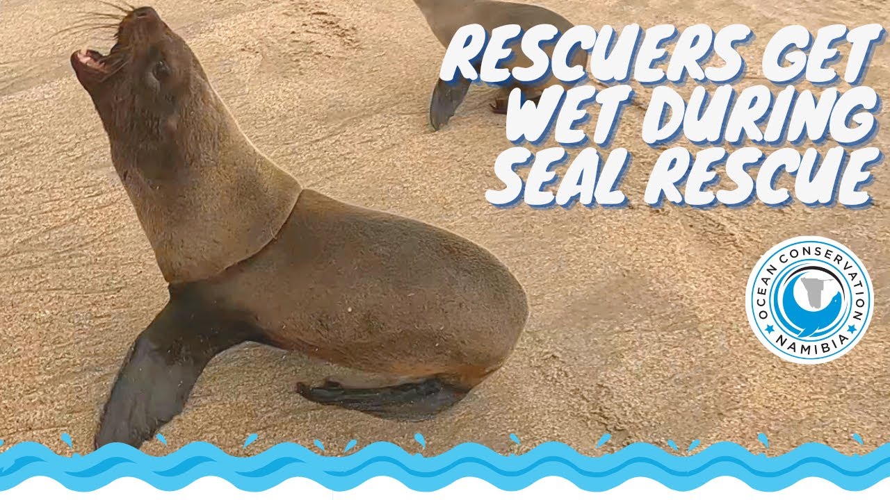 Rescuers Get Wet During Seal Rescue