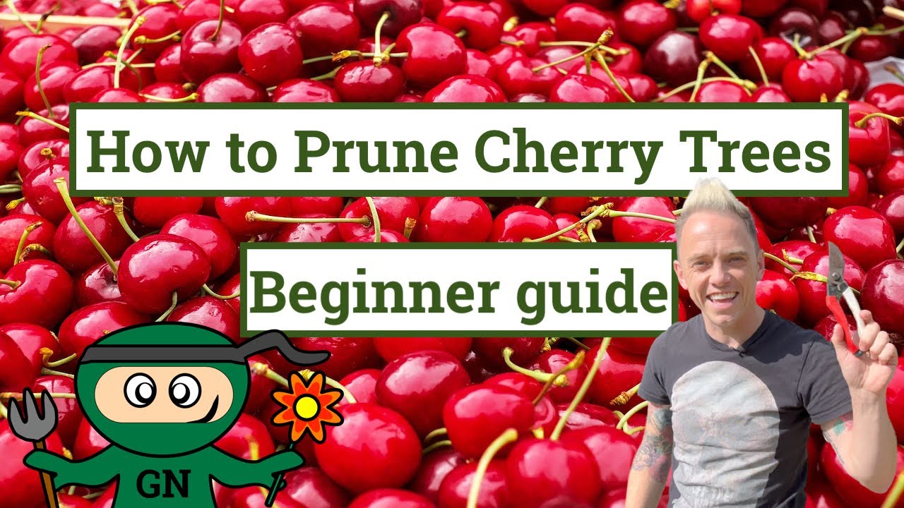 How to prune a cherry tree: AVOID this tree pruning mistake!!!