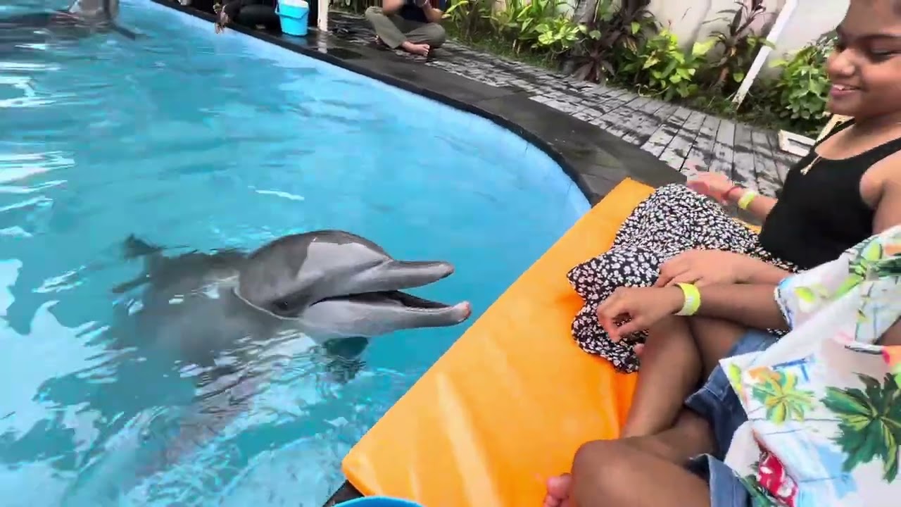 Dolphin Feeding Bali Exotic Marine Park
