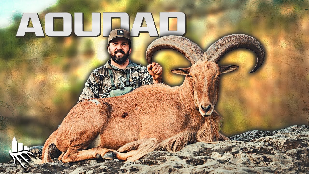 Our First SHEEP Hunt!! Bowhunting AUDAD in Texas