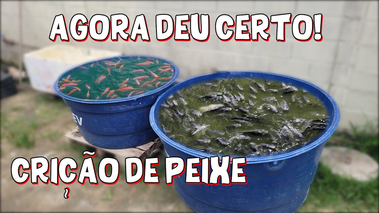 MONTEI MINHA CRIA&Ccedil;&Atilde;O DE PEIXE EM CAIXA D'&Aacute;GUA FINALMENTE!