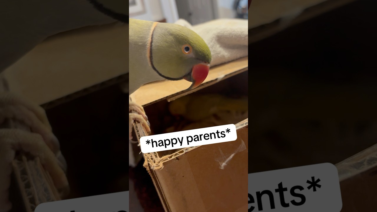 Addressing the 🥚 rumors…😳 #talkingbird #talkingparrot #cuteanimals #family #babyanimals #egg