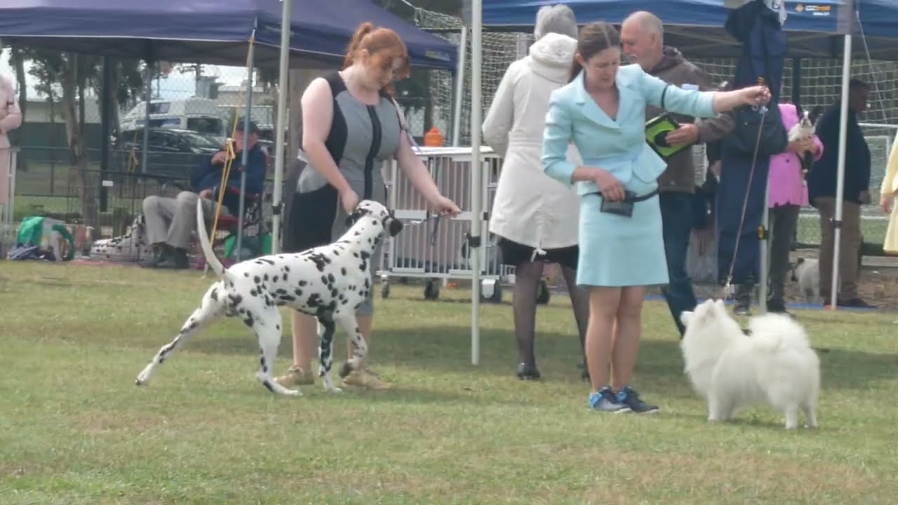 2025 Western District KC PM Group Show - Non Sporting Dogs 
